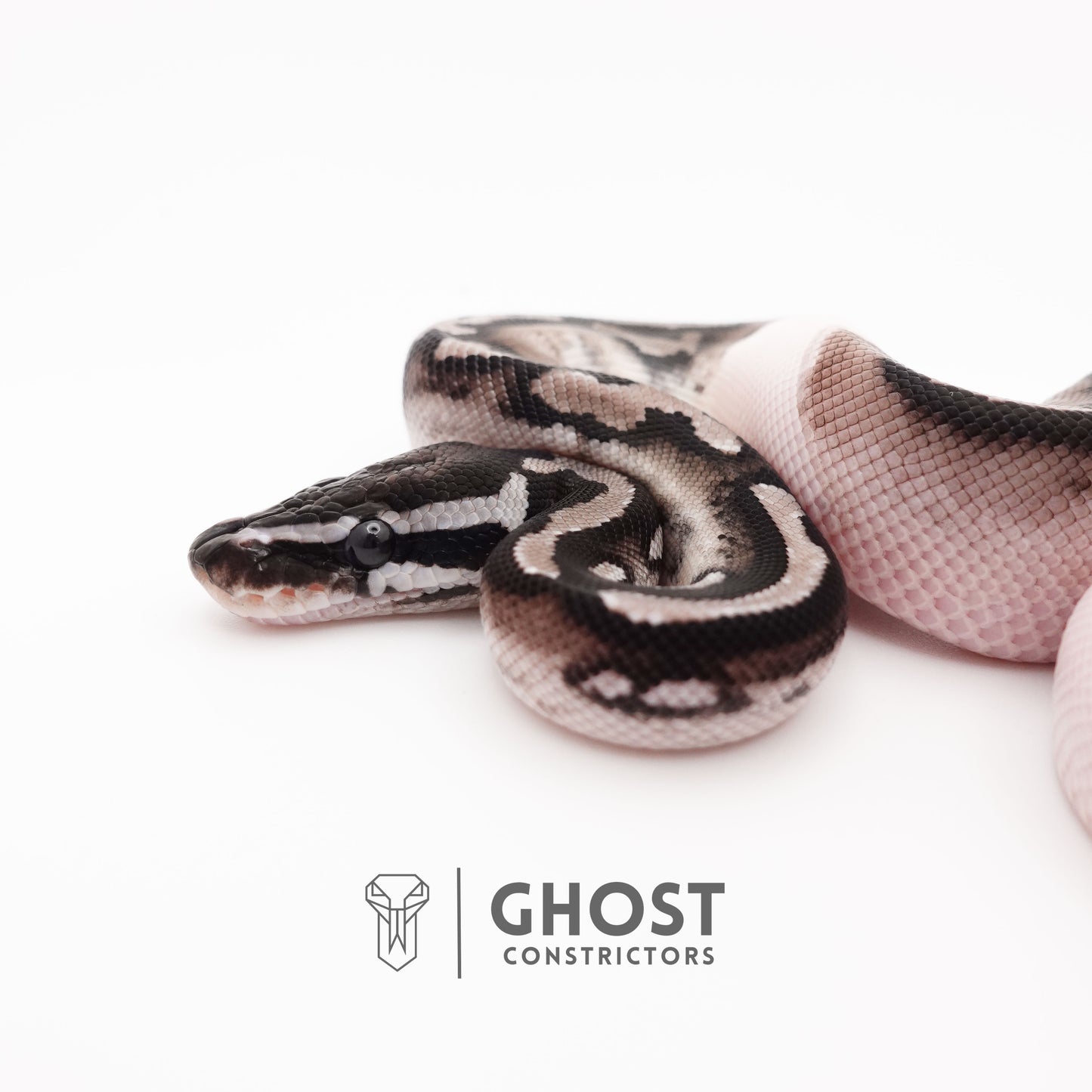 VPI Axanthic Piebald