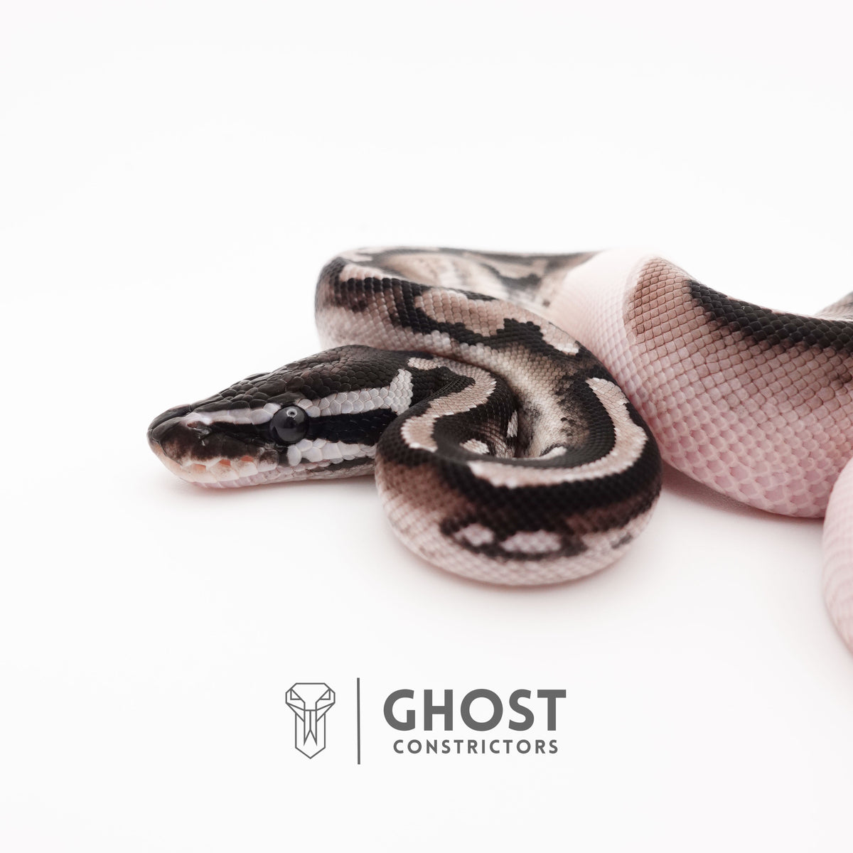 VPI Axanthic Piebald — Male, 2025 hatch, captive-bred by Ghost Constrictors