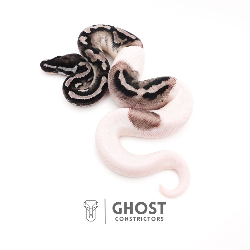 VPI Axanthic Piebald — Male, 2025 hatch, captive-bred by Ghost Constrictors