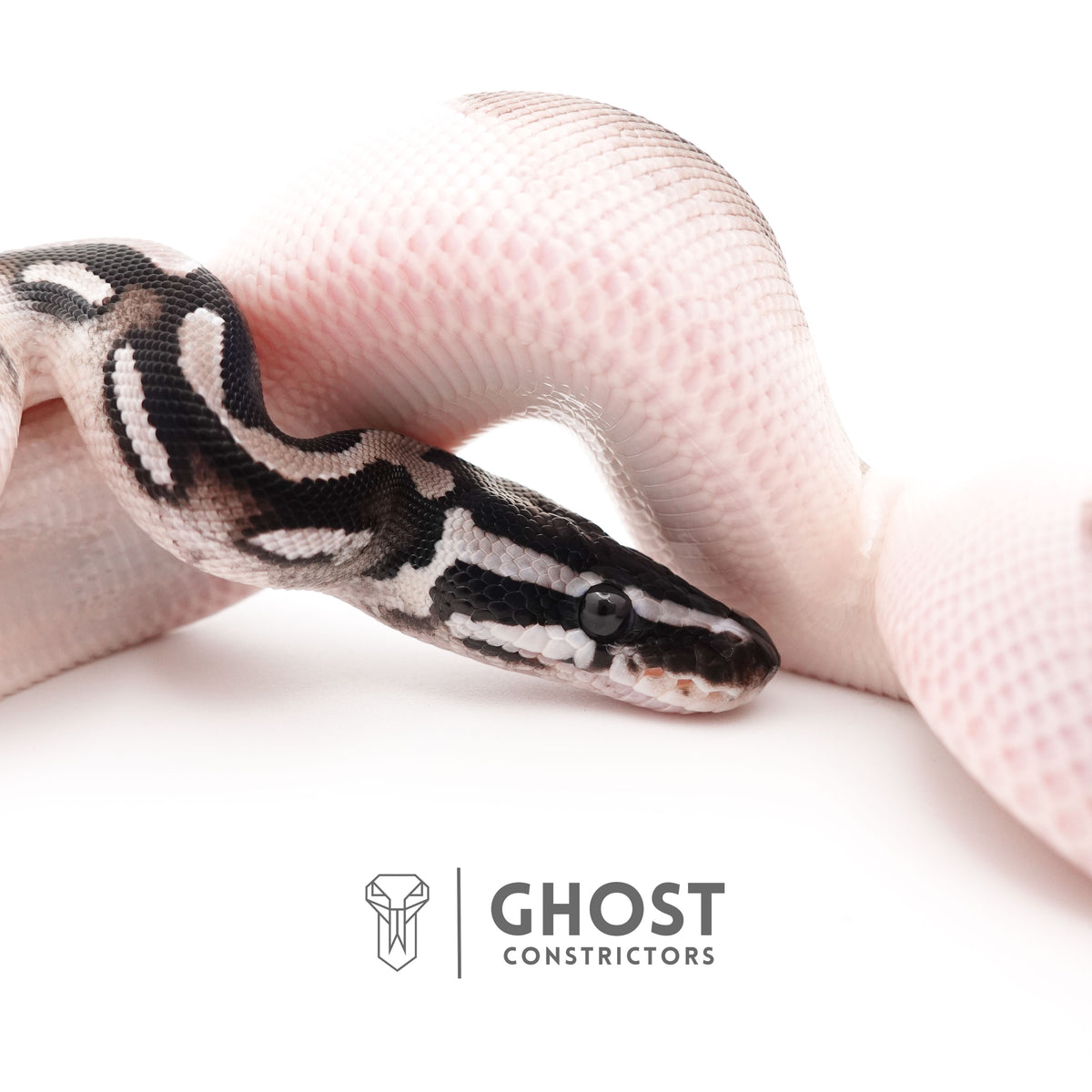 VPI Axanthic Piebald — Male, 2025 hatch, captive-bred by Ghost Constrictors