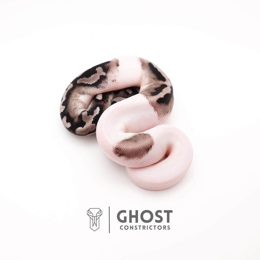 VPI Axanthic Piebald — Male, 2025 hatch, captive-bred by Ghost Constrictors