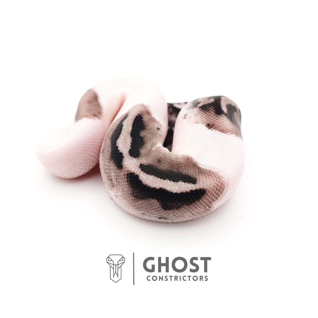 VPI Axanthic Piebald — Male, 2025 hatch, captive-bred by Ghost Constrictors