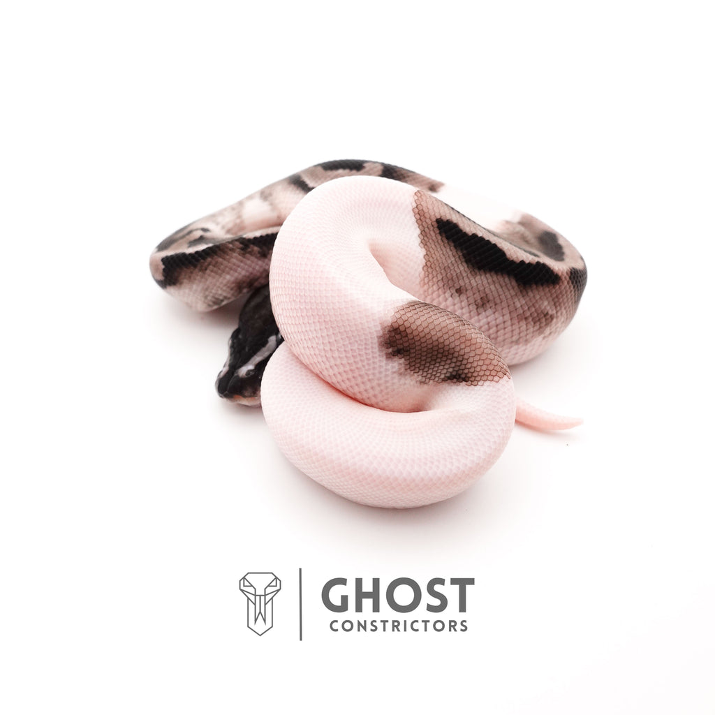 VPI Axanthic Piebald — Male, 2025 hatch, captive-bred by Ghost Constrictors