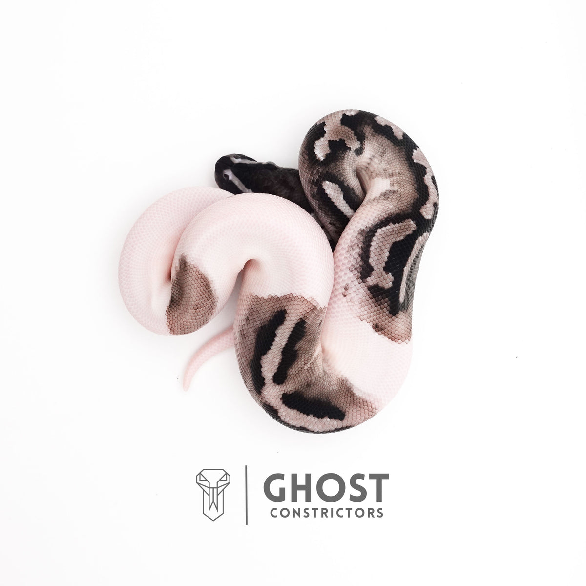 VPI Axanthic Piebald — Male, 2025 hatch, captive-bred by Ghost Constrictors