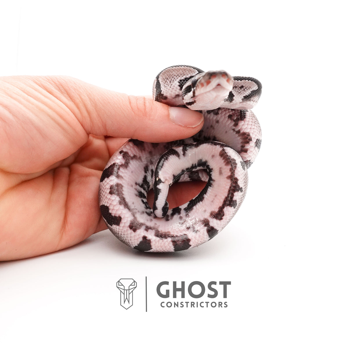 VPI Het Pied Ball Pythons for Sale — Male, 2025 hatch, captive-bred by Ghost Constrictors