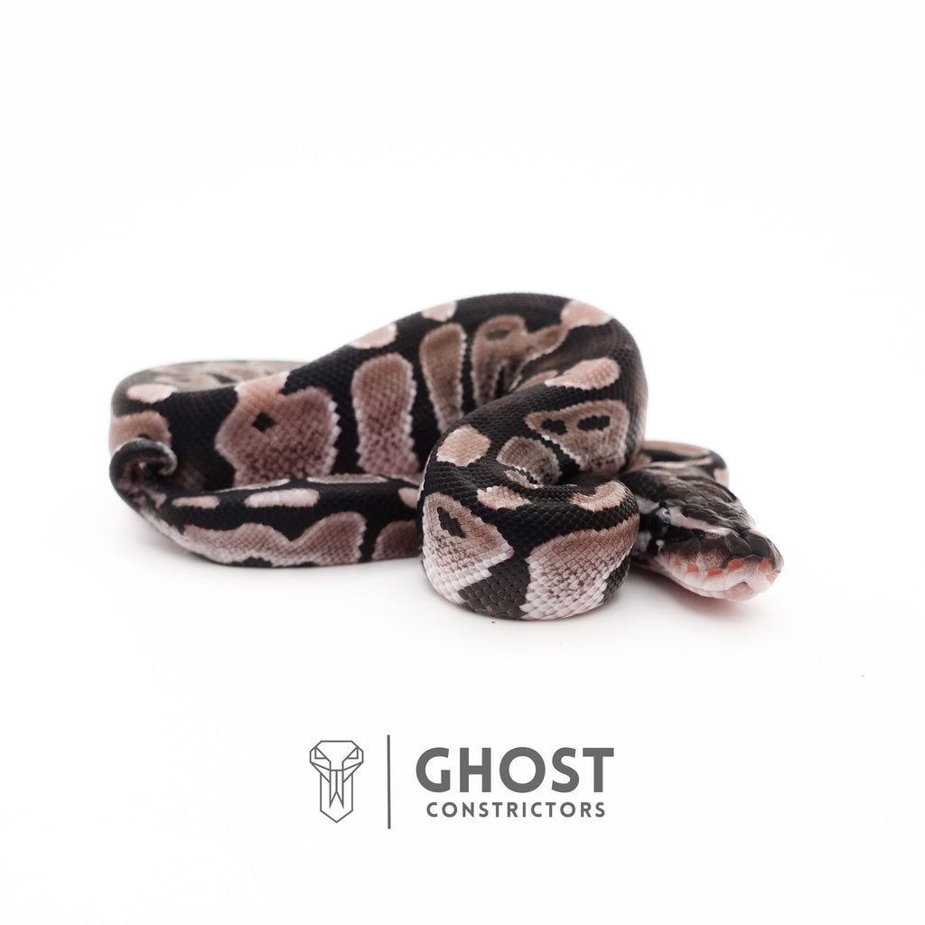 VPI Het Pied Ball Pythons for Sale — Male, 2025 hatch, captive-bred by Ghost Constrictors