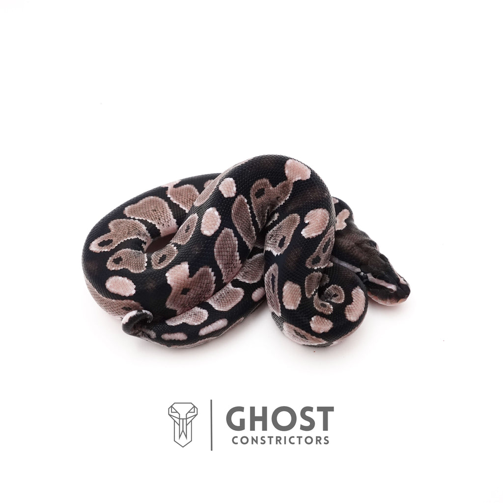 VPI Het Pied Ball Pythons for Sale — Male, 2025 hatch, captive-bred by Ghost Constrictors