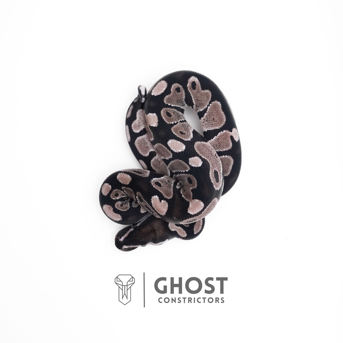 VPI Het Pied Ball Pythons for Sale — Male, 2025 hatch, captive-bred by Ghost Constrictors
