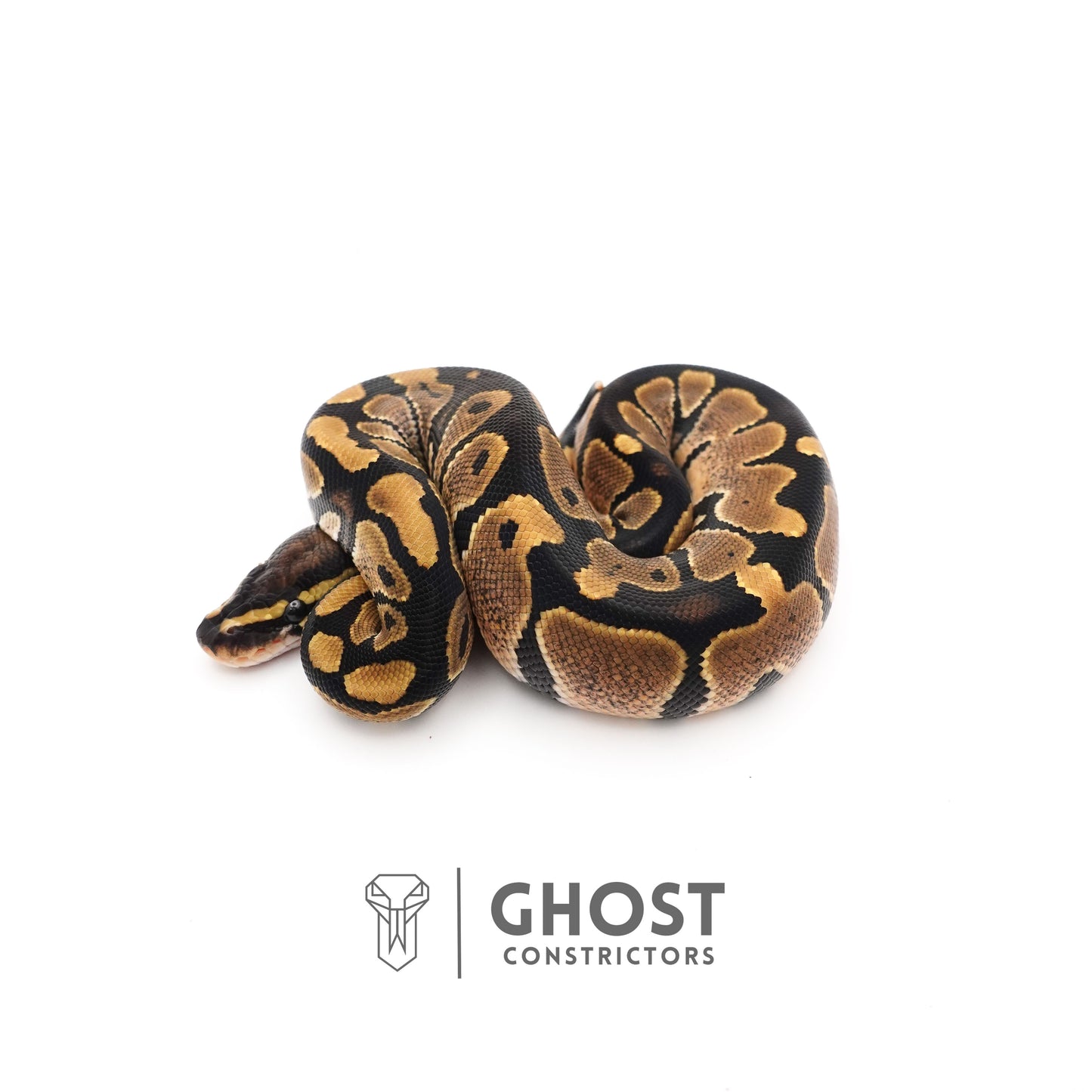 Dbl Het Piebald VPI Axanthic