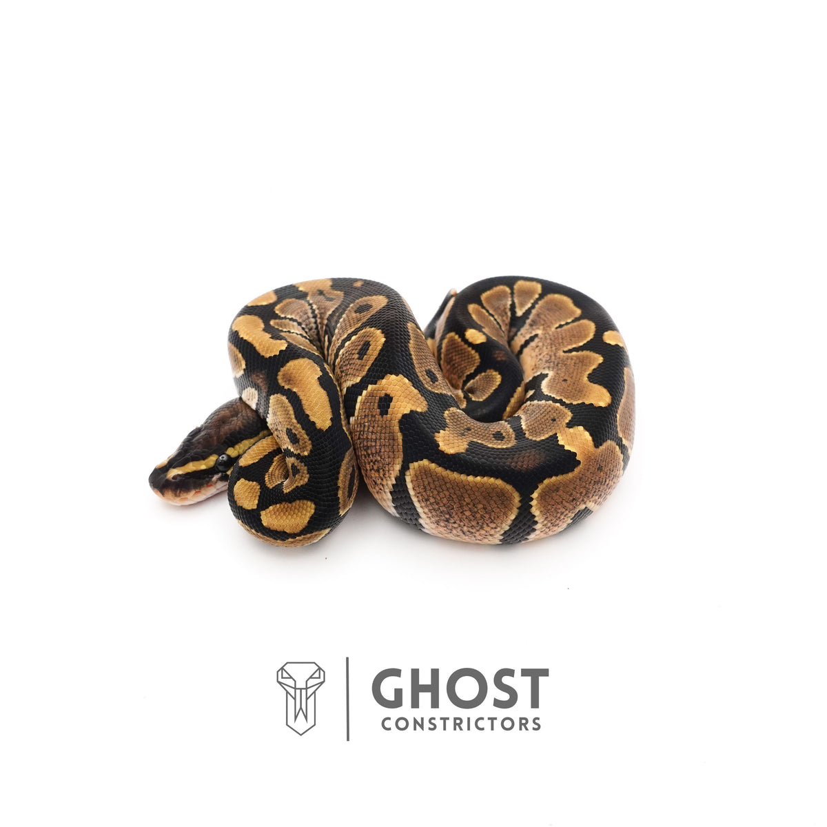 Dbl Het Piebald VPI Axanthic — Male, 2025 hatch, captive-bred by Ghost Constrictors