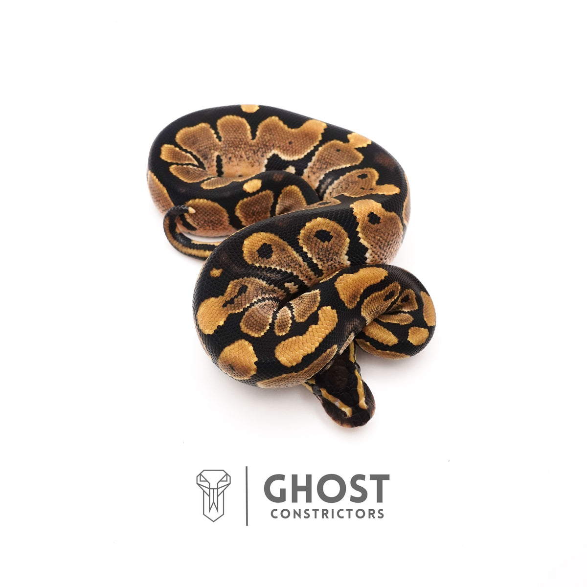 Dbl Het Piebald VPI Axanthic — Male, 2025 hatch, captive-bred by Ghost Constrictors