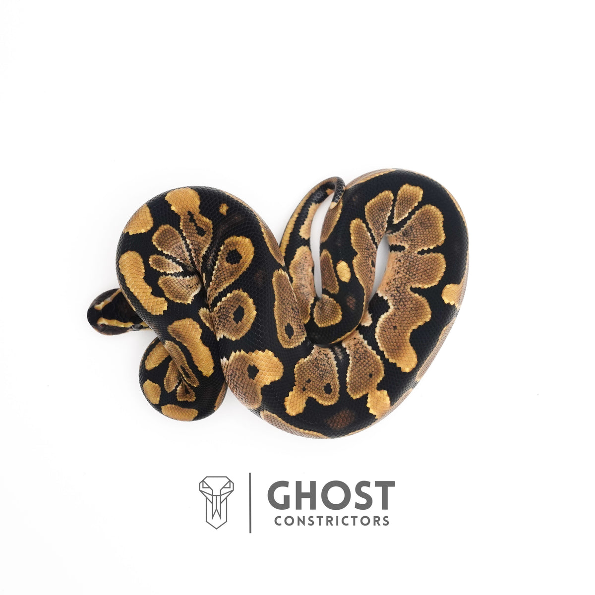 Dbl Het Piebald VPI Axanthic — Male, 2025 hatch, captive-bred by Ghost Constrictors