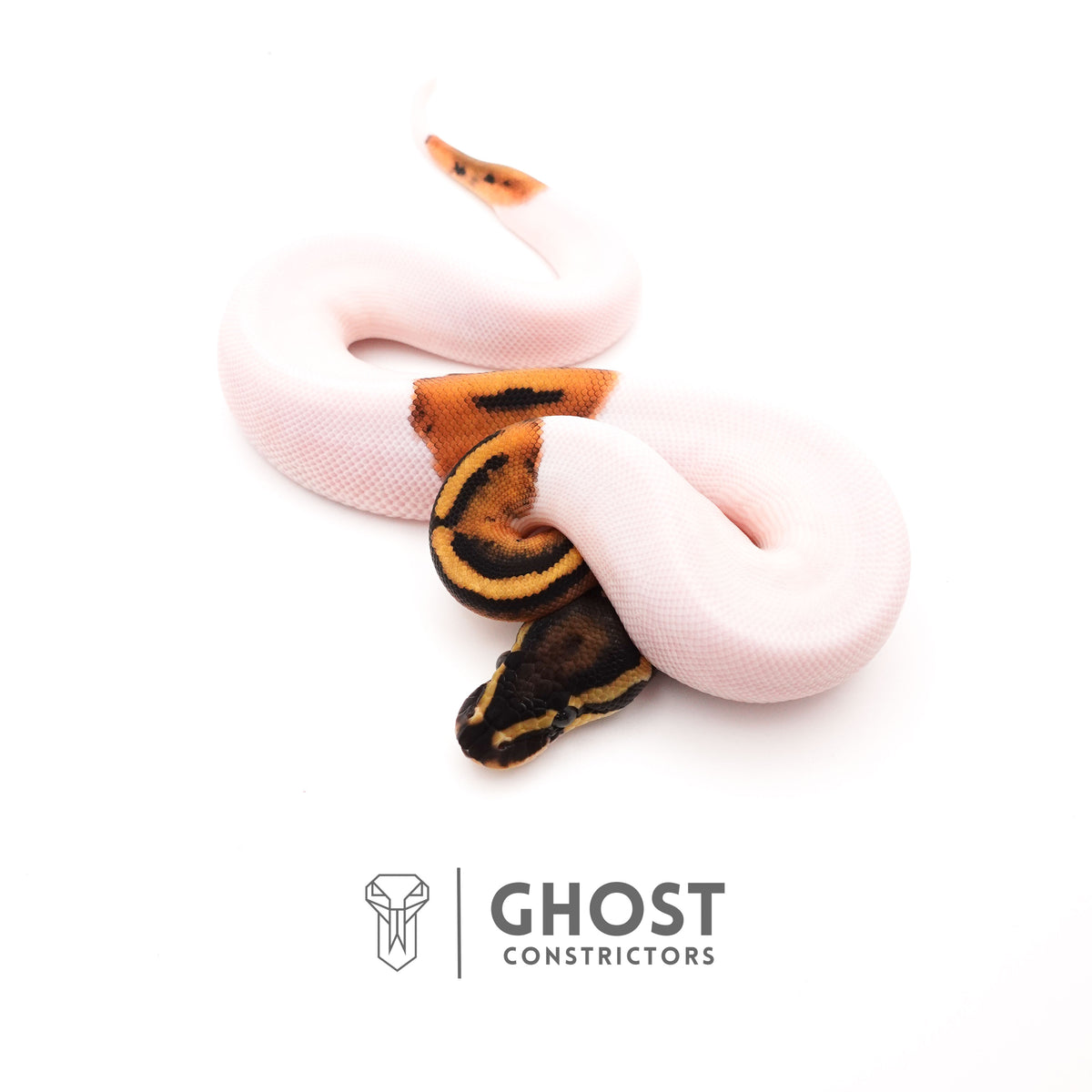 Piebald Het VPI Axanthic — Female, 2025 hatch, captive-bred by Ghost Constrictors
