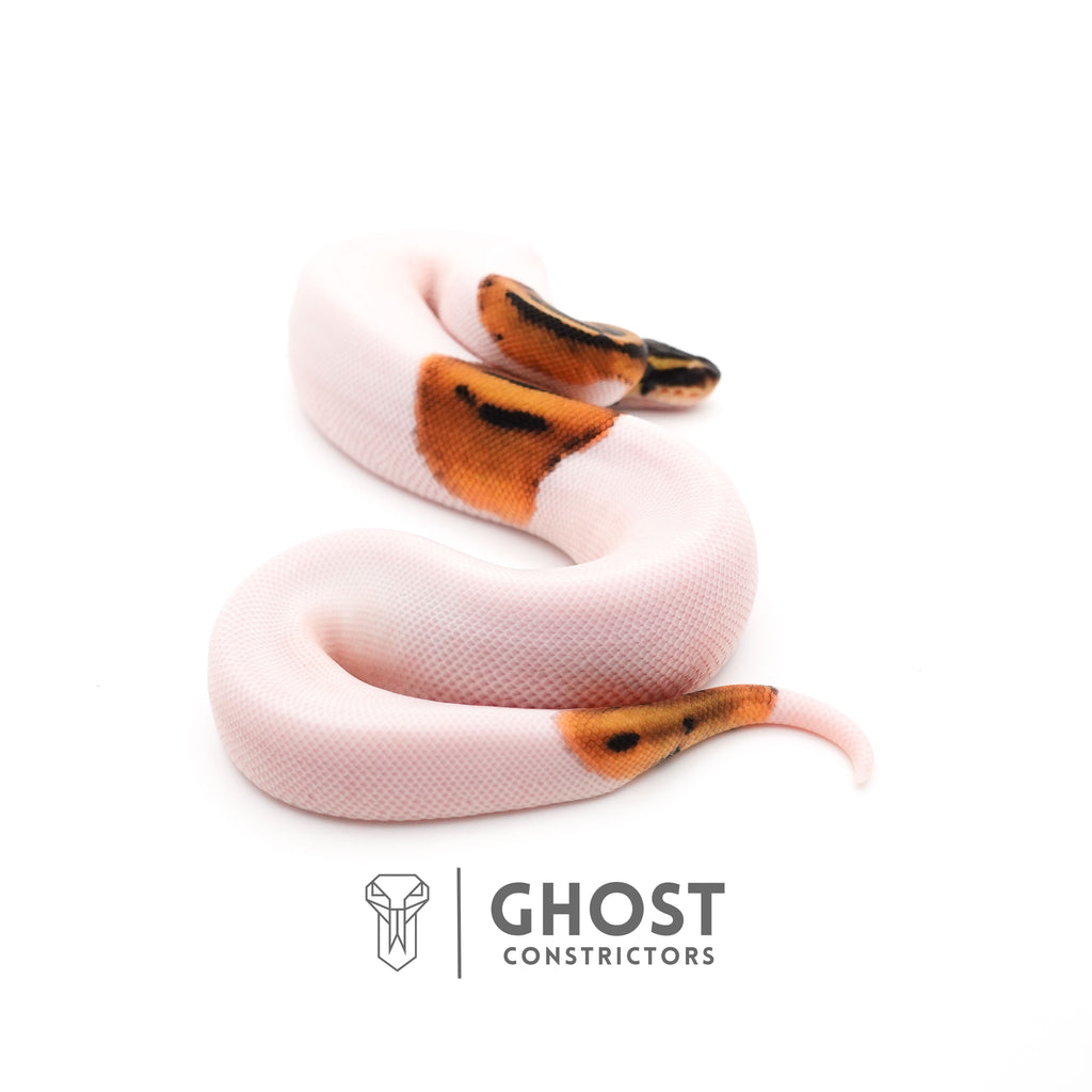 Piebald Het VPI Axanthic — Female, 2025 hatch, captive-bred by Ghost Constrictors