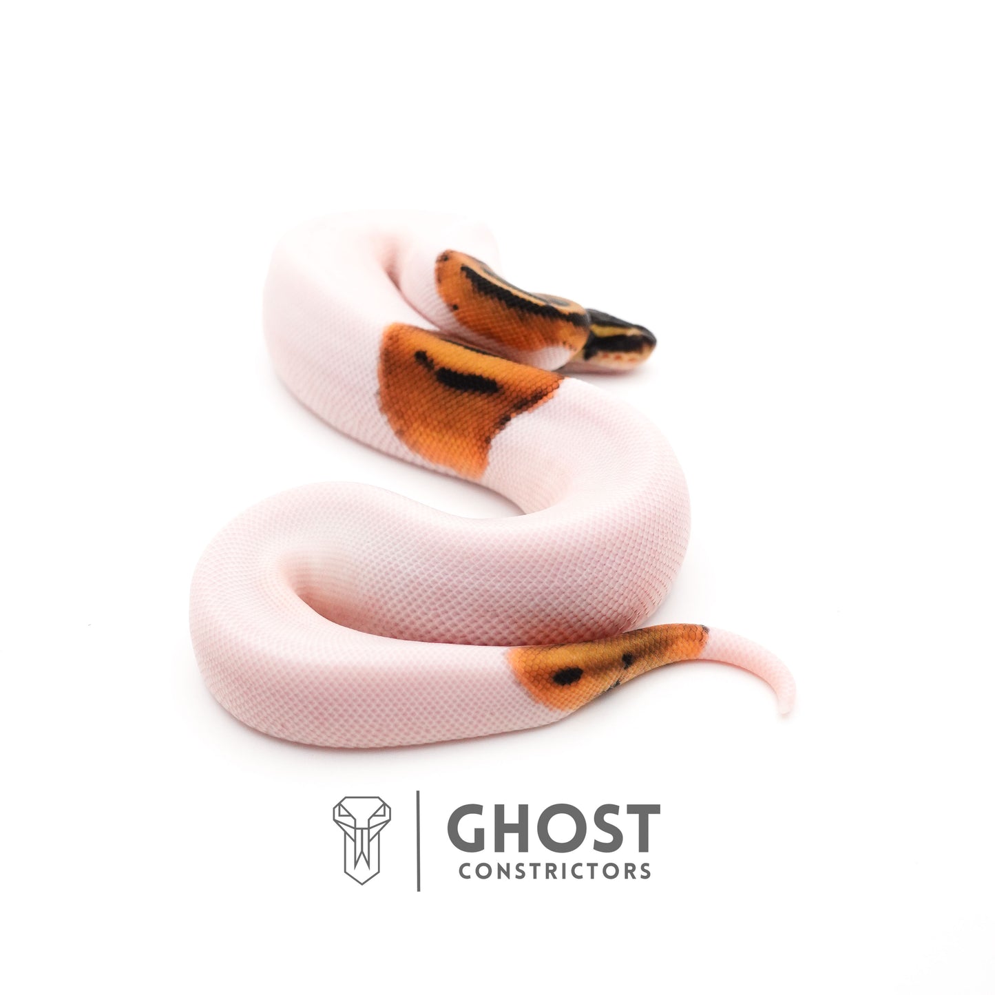 Piebald Het VPI Axanthic