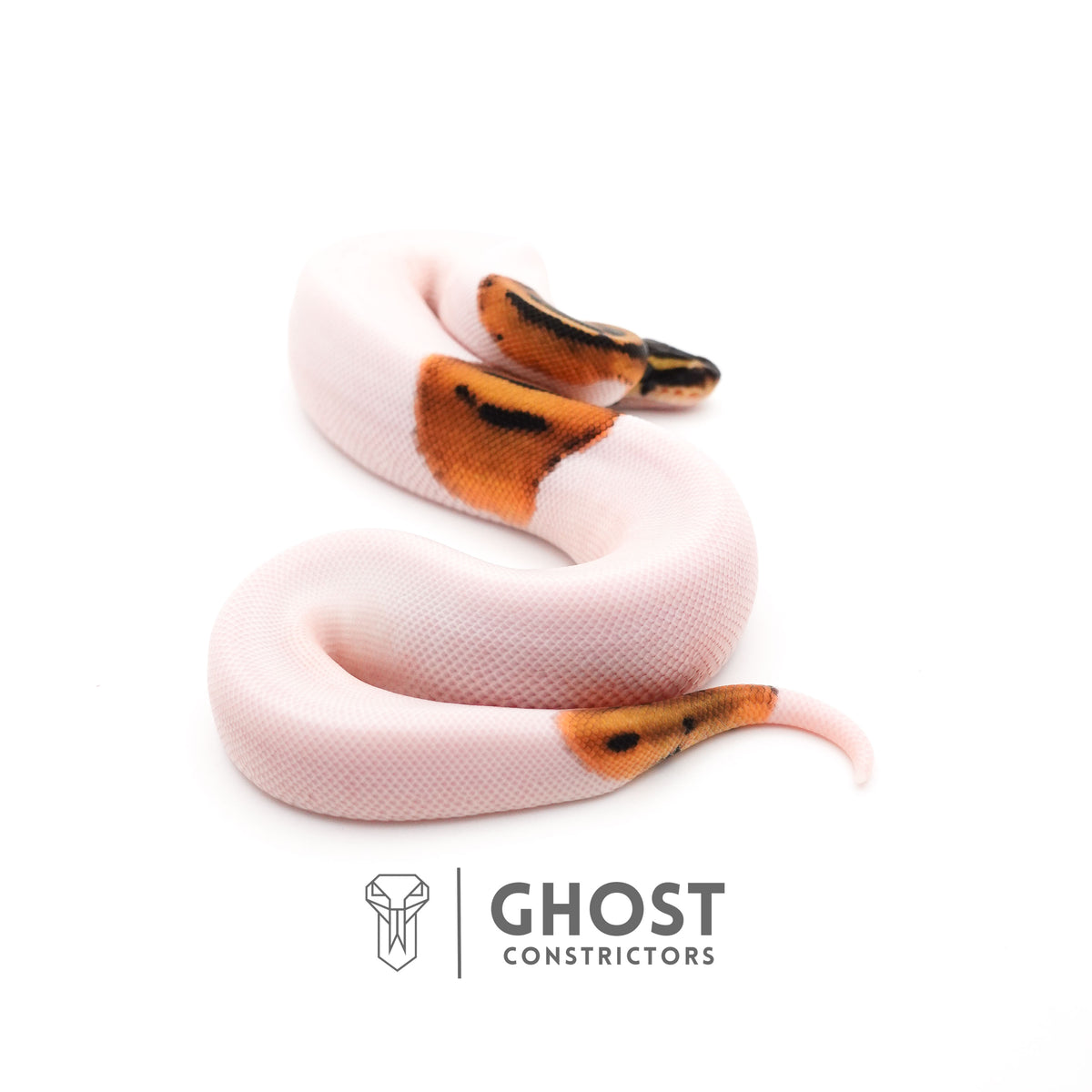 Piebald Het VPI Axanthic — Female, 2025 hatch, captive-bred by Ghost Constrictors