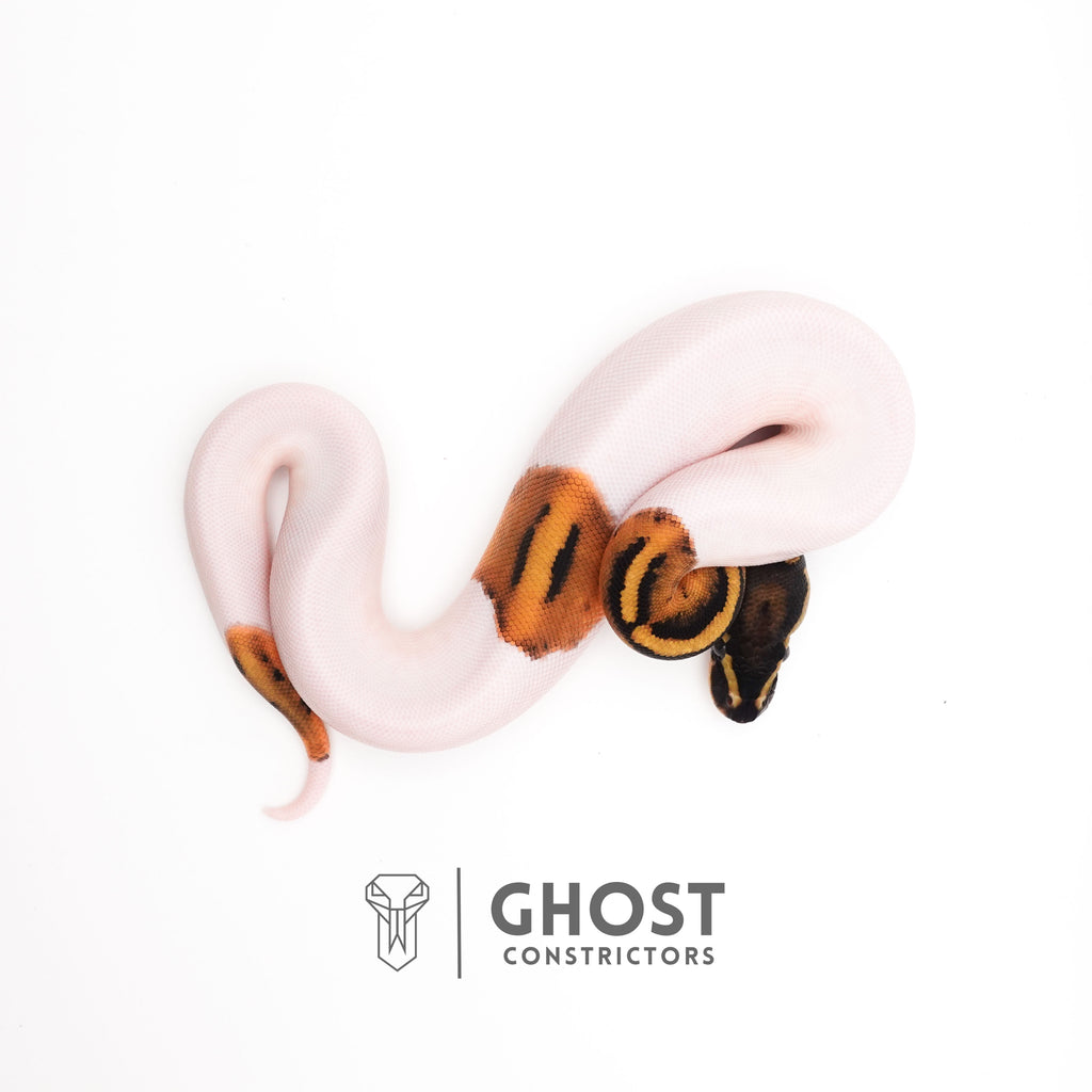 Piebald Het VPI Axanthic — Female, 2025 hatch, captive-bred by Ghost Constrictors