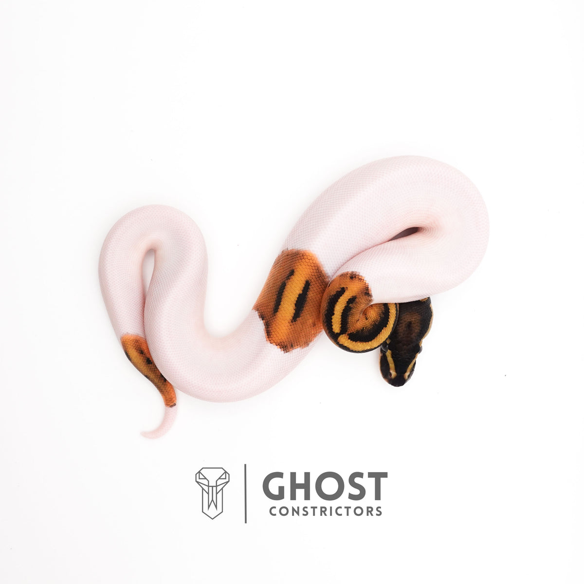 Piebald Het VPI Axanthic — Female, 2025 hatch, captive-bred by Ghost Constrictors