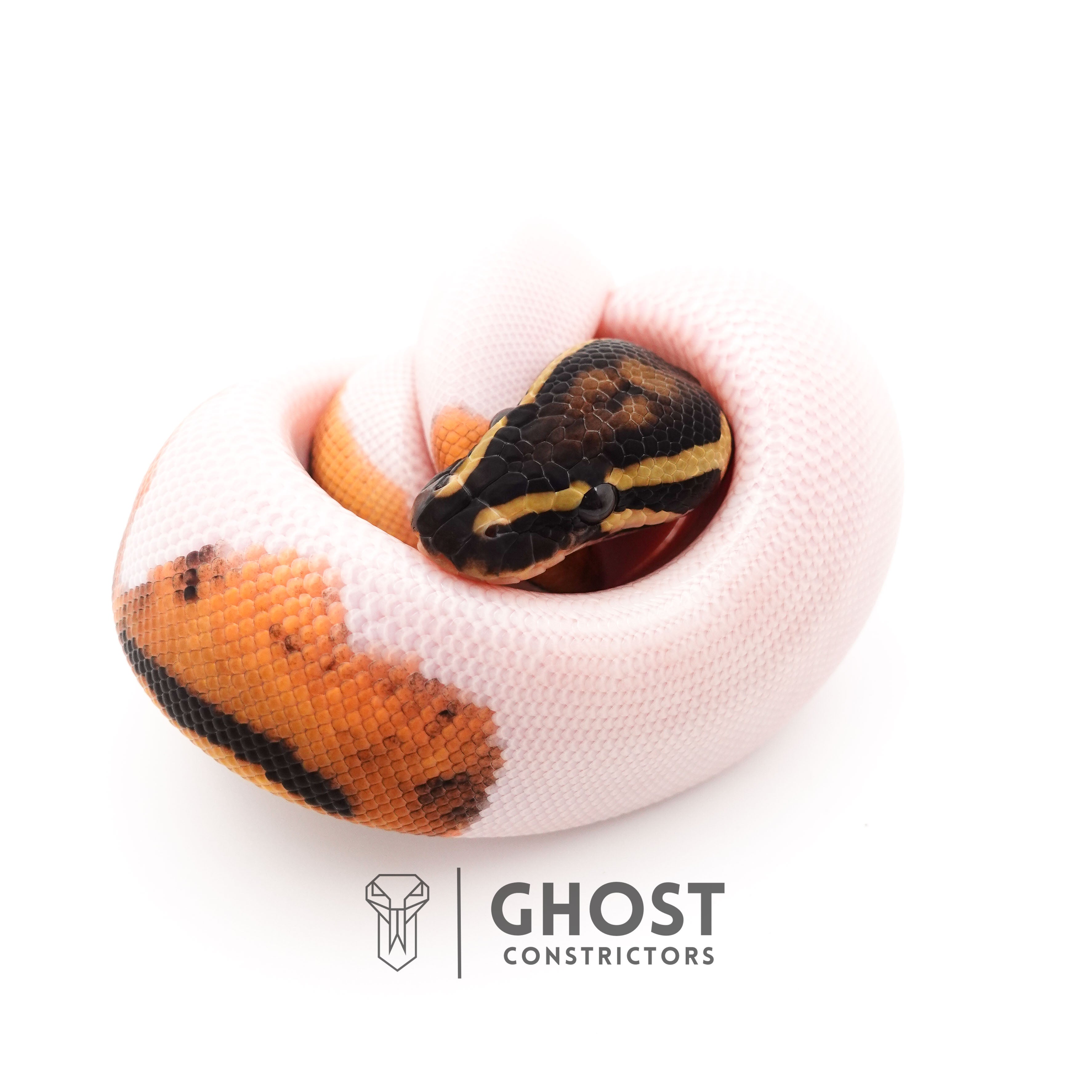 Piebald Ball Python Het VPI Axanthic – Ghost Constrictors