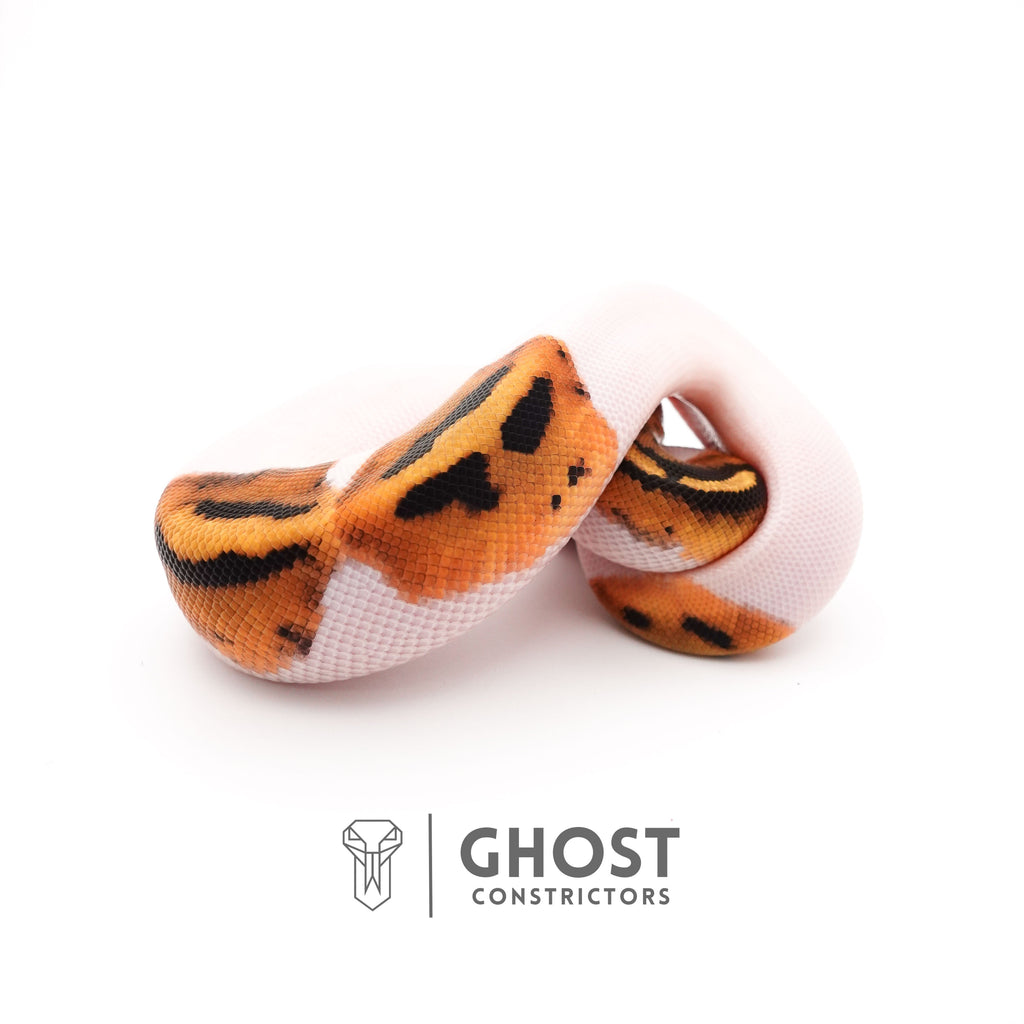 Piebald Het VPI Axanthic — Male, 2025 hatch, captive-bred by Ghost Constrictors