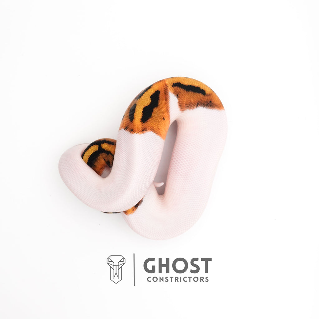Piebald Het VPI Axanthic — Male, 2025 hatch, captive-bred by Ghost Constrictors