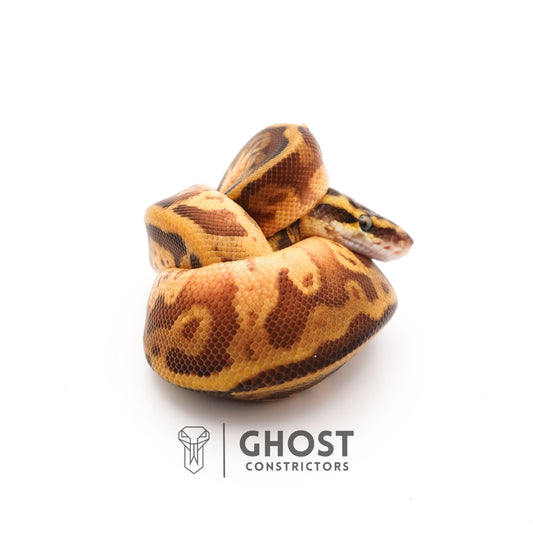 Enchi Pastel Leopard Sunset Het Piebald Ball Python