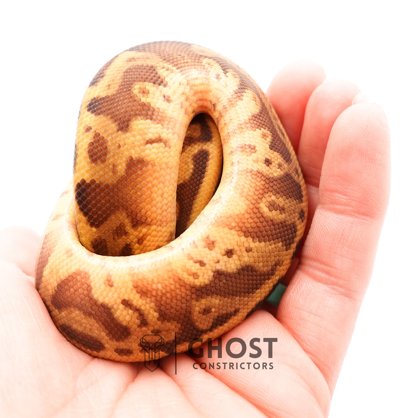 Enchi Pastel Leopard Sunset Het Piebald Ball Python