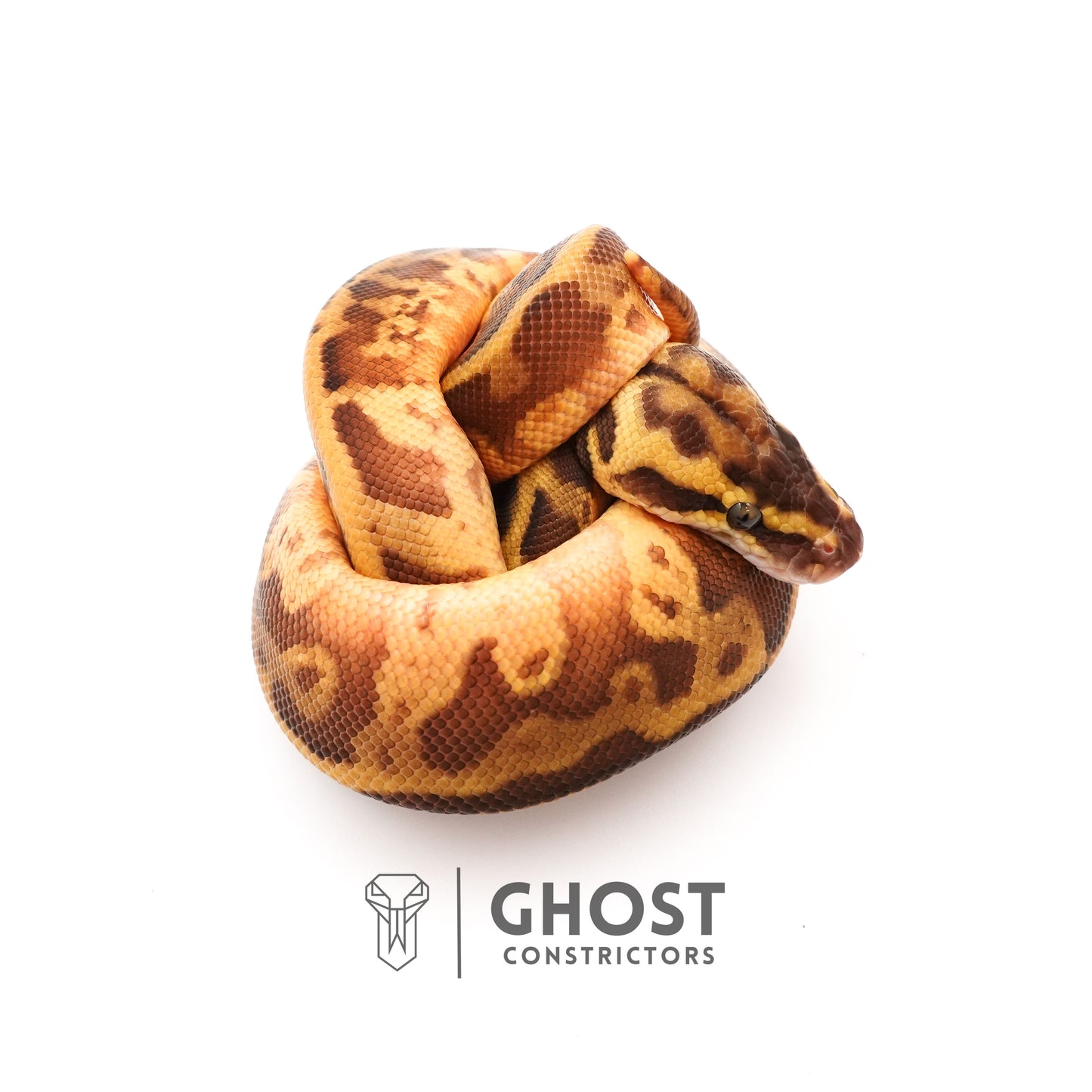 Enchi Pastel Leopard Sunset Het Piebald Ball Python