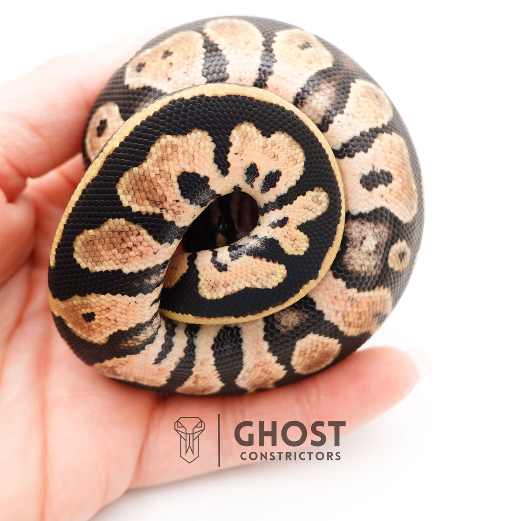 Pastel Enchi Het Piebald 66% Het Sunset Ball Python — Male, 2025 hatch, captive-bred by Ghost Constrictors
