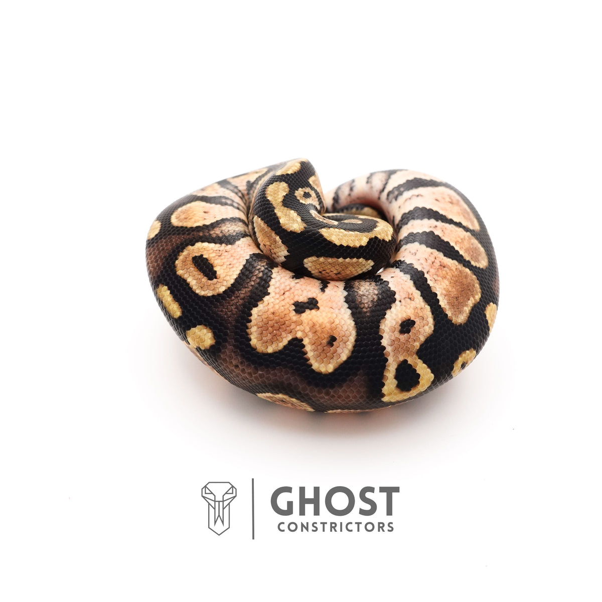 Pastel Enchi Het Piebald 66% Het Sunset Ball Python — Male, 2025 hatch, captive-bred by Ghost Constrictors