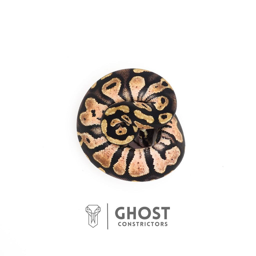 Pastel Enchi Het Piebald 66% Het Sunset Ball Python — Male, 2025 hatch, captive-bred by Ghost Constrictors