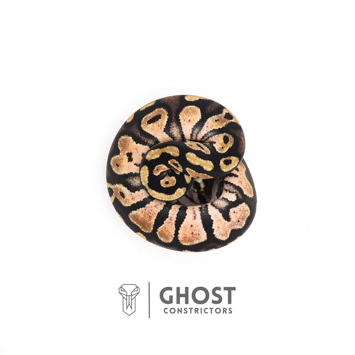 Pastel Enchi Het Piebald 66% Het Sunset Ball Python — Male, 2025 hatch, captive-bred by Ghost Constrictors