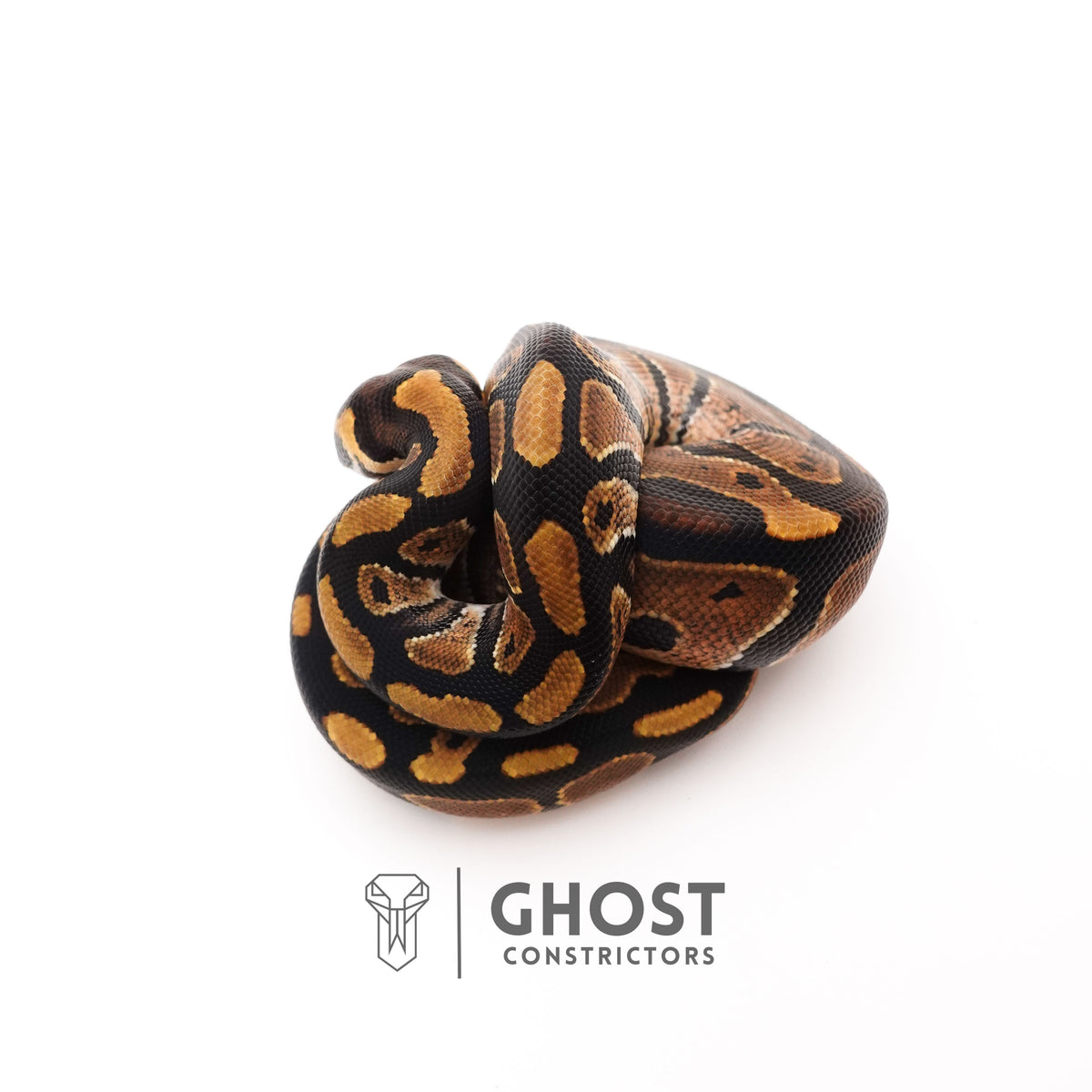 Het Piebald 66% Het Sunset Ball Python — Male, 2025 hatch, captive-bred by Ghost Constrictors
