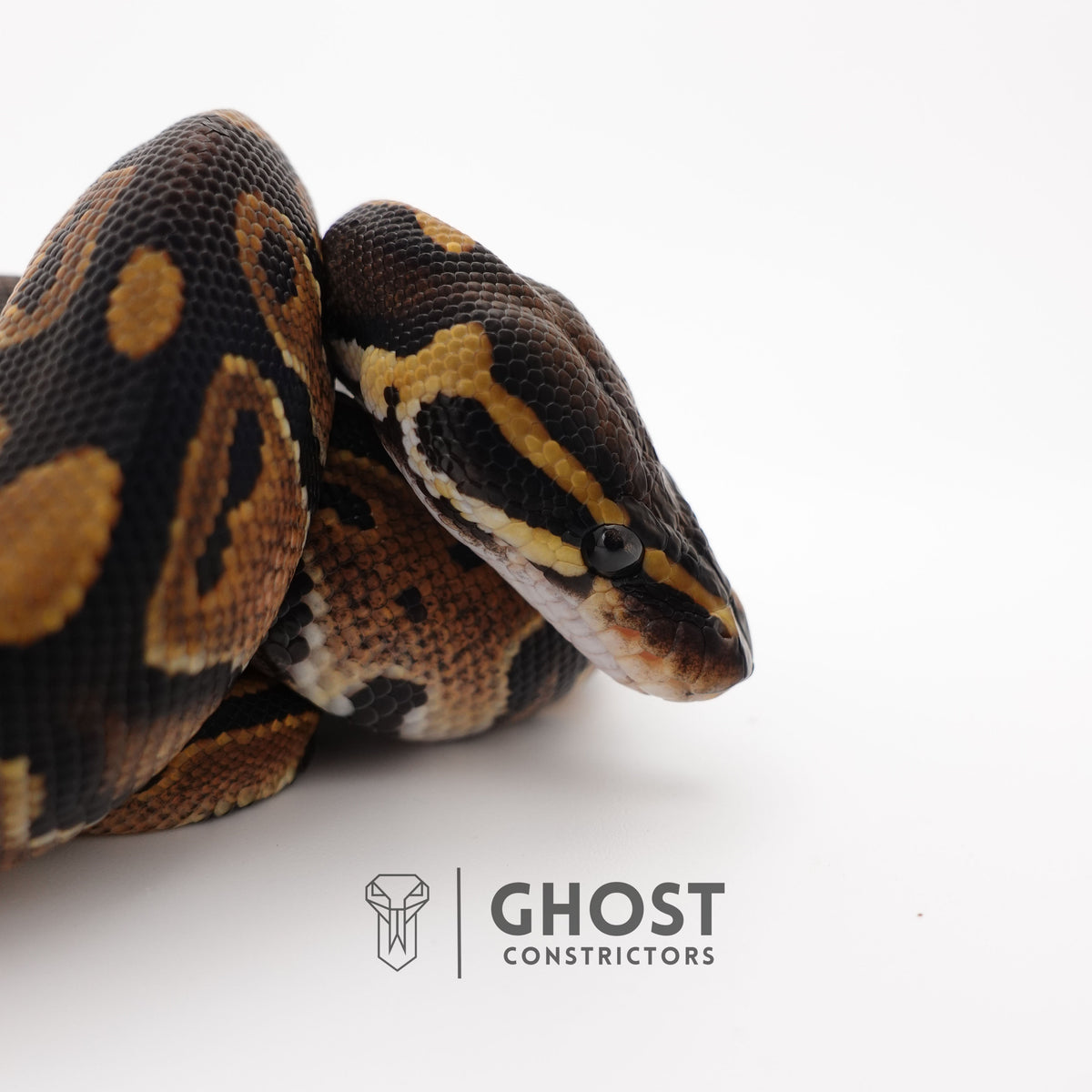 Het Piebald 66% Het Sunset Ball Python — Male, 2025 hatch, captive-bred by Ghost Constrictors