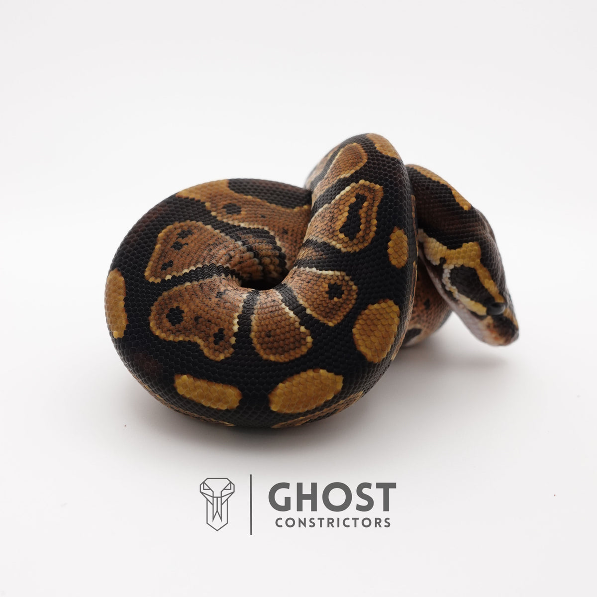 Het Piebald 66% Het Sunset Ball Python — Male, 2025 hatch, captive-bred by Ghost Constrictors