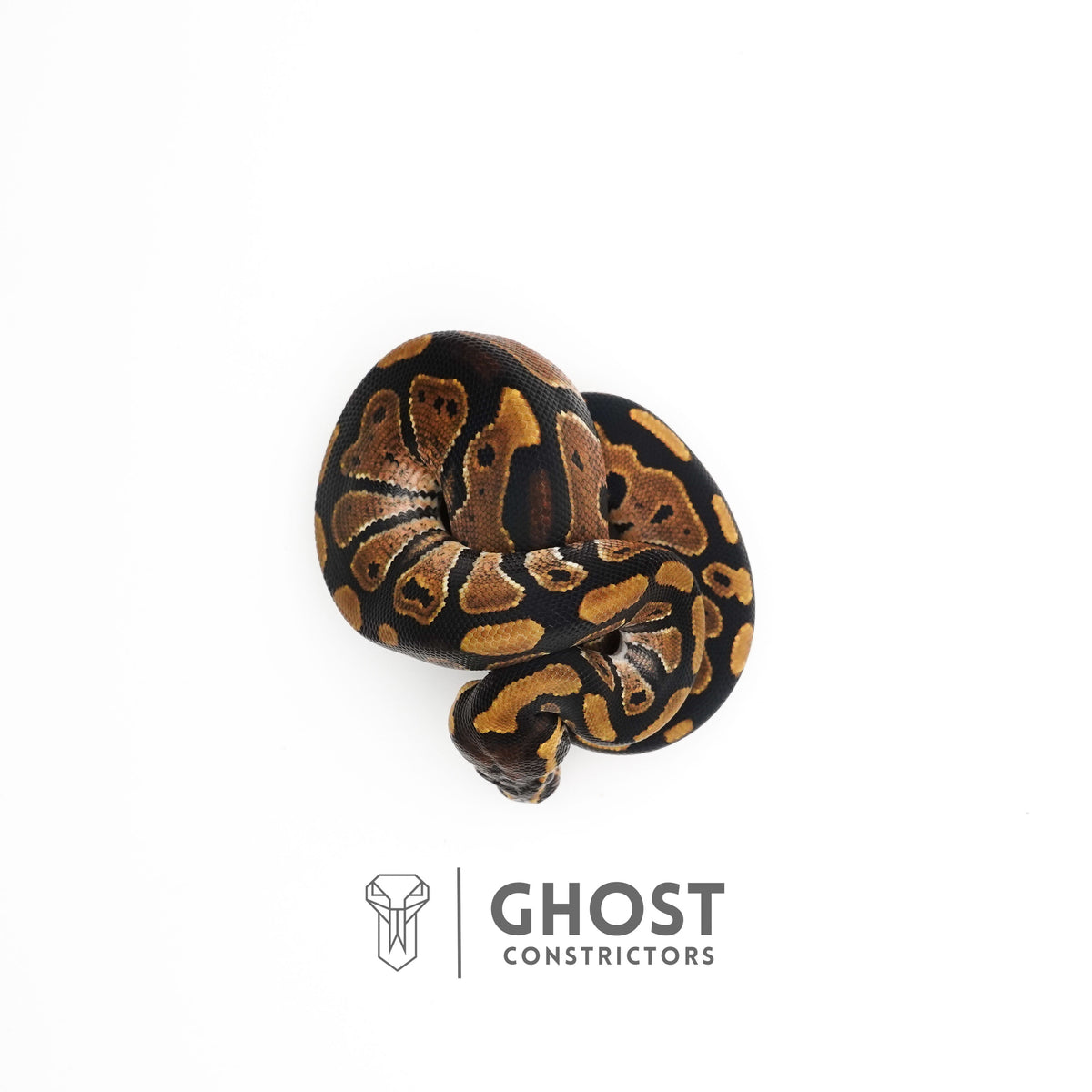 Het Piebald 66% Het Sunset Ball Python — Male, 2025 hatch, captive-bred by Ghost Constrictors