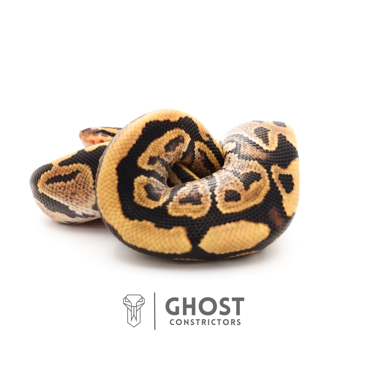 Fire 50% Het Clown Ball Python — Male, 2025 hatch, captive-bred by Ghost Constrictors