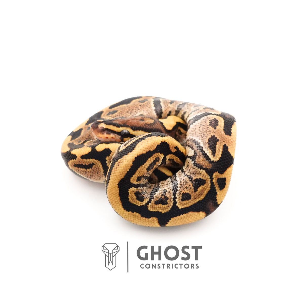 Fire 50% Het Clown Ball Python — Male, 2025 hatch, captive-bred by Ghost Constrictors