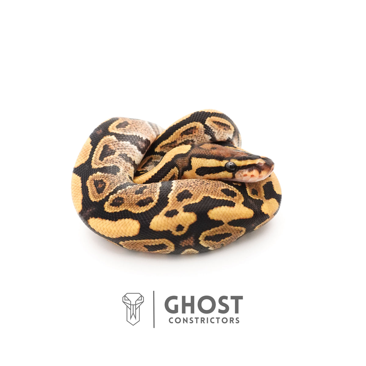 Fire 50% Het Clown Ball Python — Male, 2025 hatch, captive-bred by Ghost Constrictors