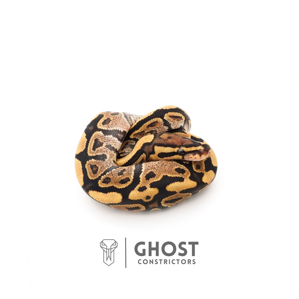 Fire 50% Het Clown Ball Python — Male, 2025 hatch, captive-bred by Ghost Constrictors