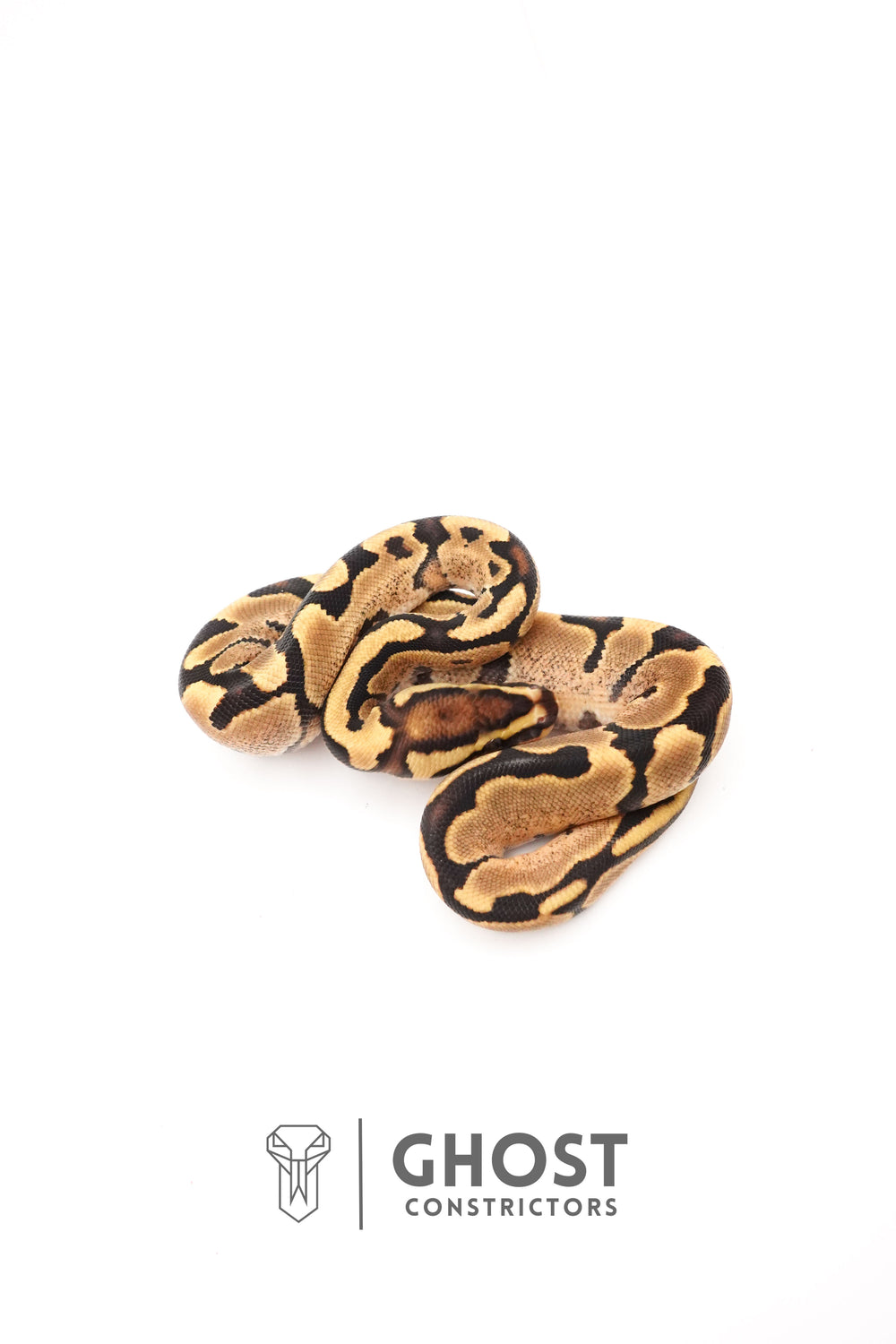 Fire Enchi 50% Het Clown Ball Python — Male, 2025 hatch, captive-bred by Ghost Constrictors