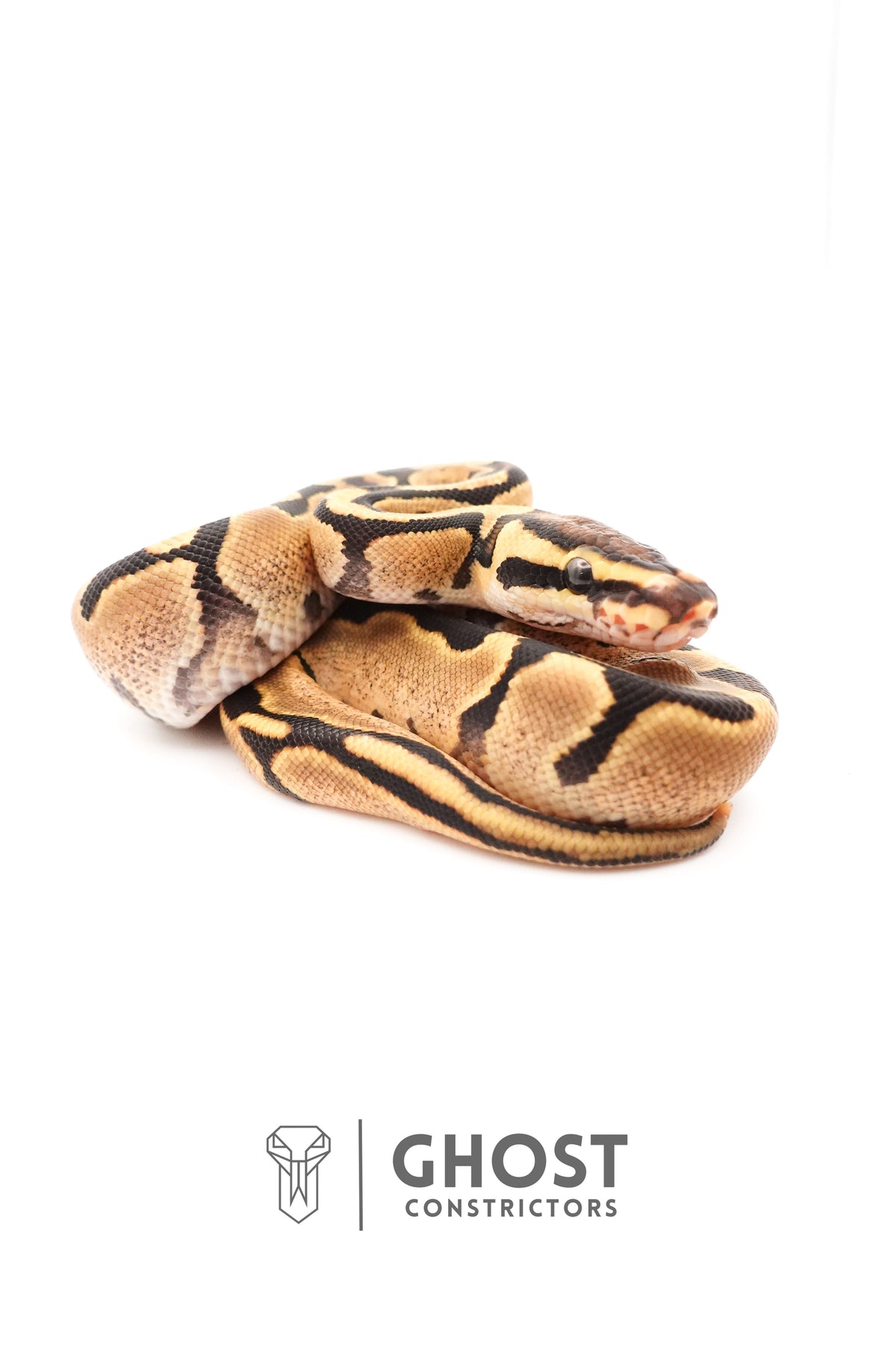 Fire Enchi 50% Het Clown Ball Python — Male, 2025 hatch, captive-bred by Ghost Constrictors