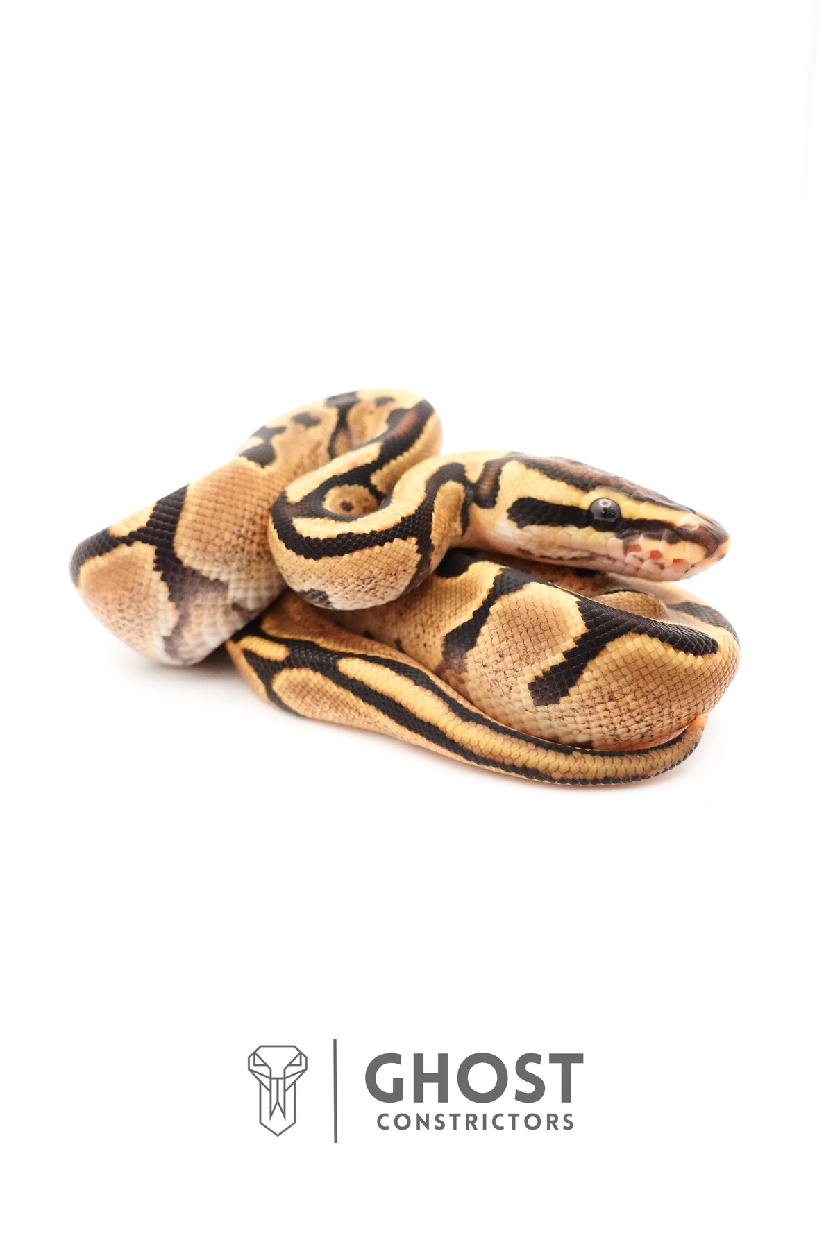 Fire Enchi 50% Het Clown Ball Python — Male, 2025 hatch, captive-bred by Ghost Constrictors