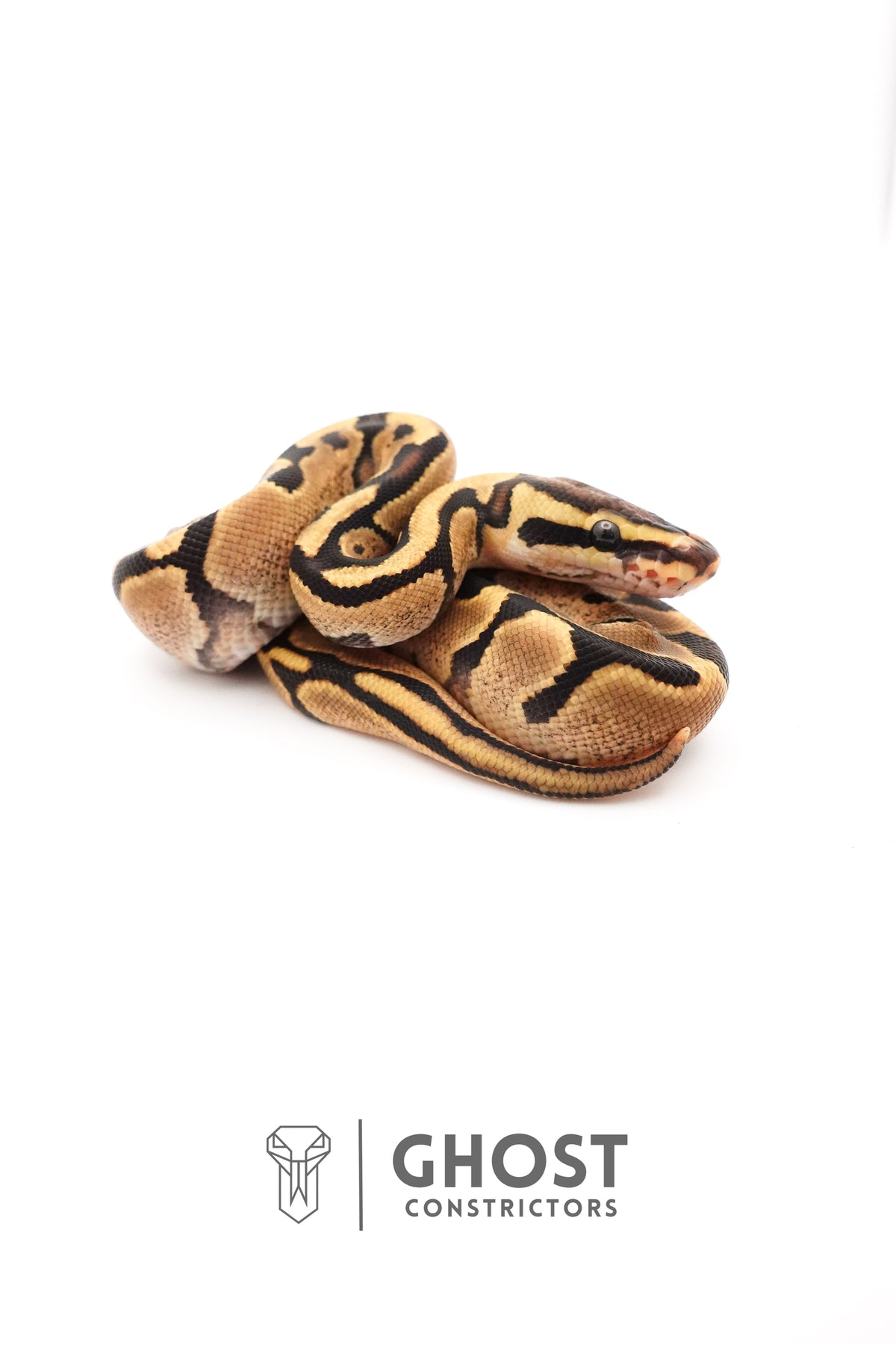 Fire Enchi 50% Het Clown Ball Python — Male, 2025 hatch, captive-bred by Ghost Constrictors