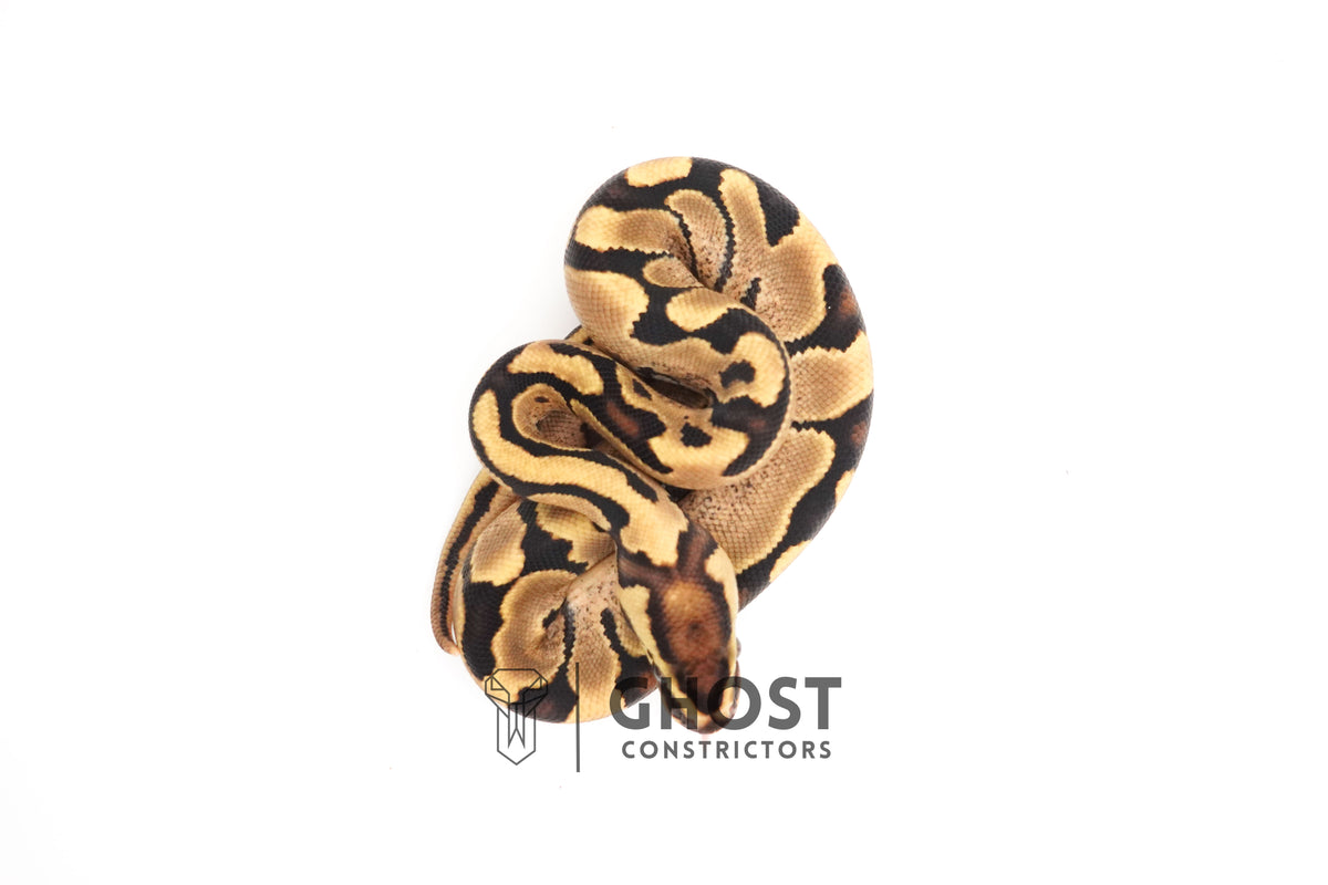 Fire Enchi 50% Het Clown Ball Python — Male, 2025 hatch, captive-bred by Ghost Constrictors