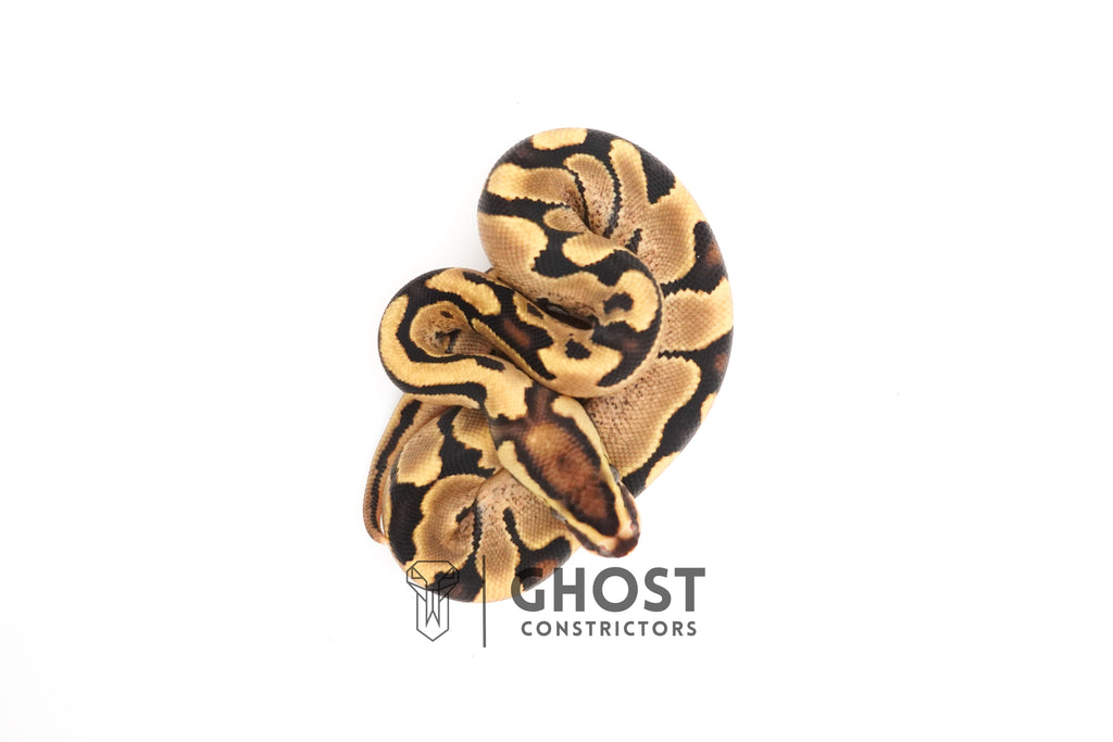 Fire Enchi 50% Het Clown Ball Python — Male, 2025 hatch, captive-bred by Ghost Constrictors