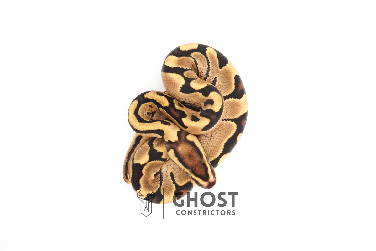 Fire Enchi 50% Het Clown Ball Python — Male, 2025 hatch, captive-bred by Ghost Constrictors