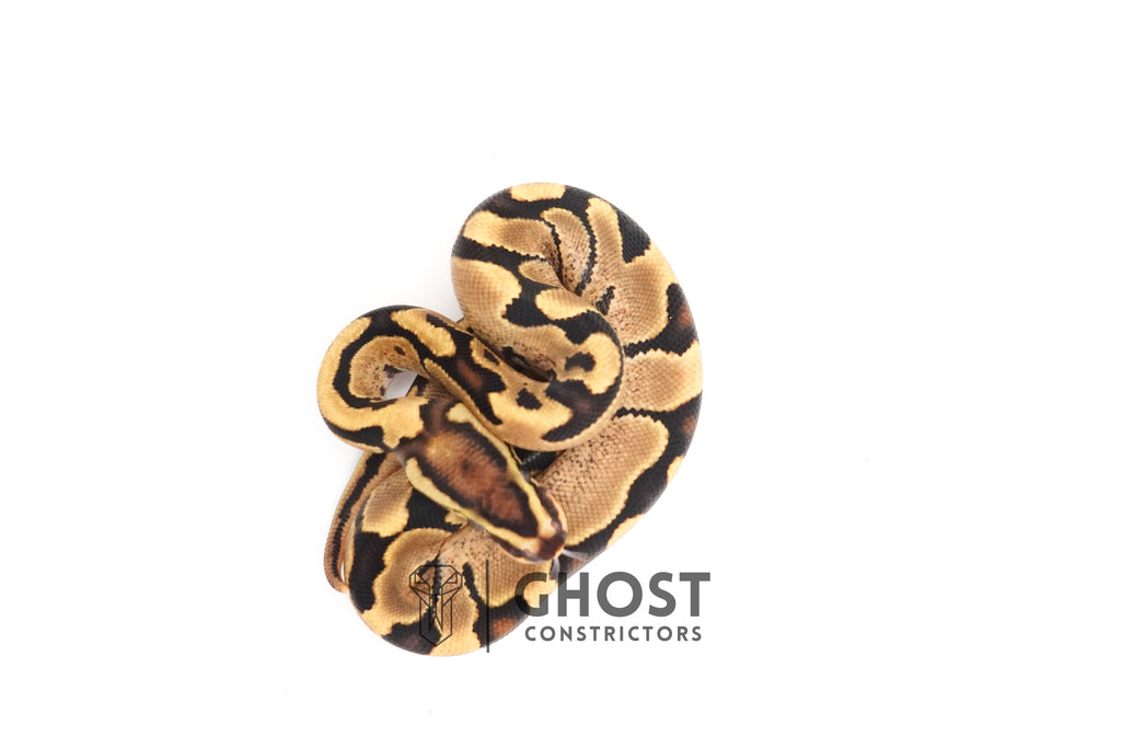 Fire Enchi 50% Het Clown Ball Python — Male, 2025 hatch, captive-bred by Ghost Constrictors