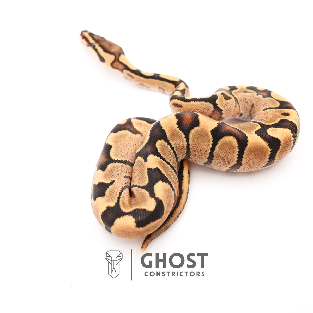 Fire Enchi 50% Het Clown Ball Python — Female, 2025 hatch, captive-bred by Ghost Constrictors