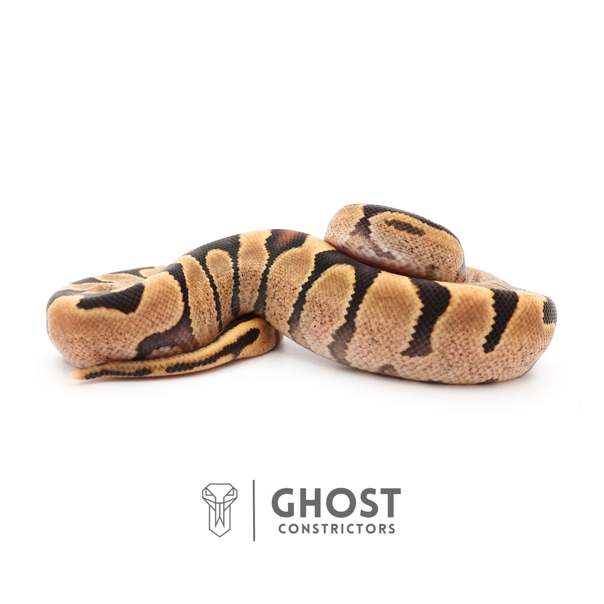Fire Enchi 50% Het Clown Ball Python — Female, 2025 hatch, captive-bred by Ghost Constrictors
